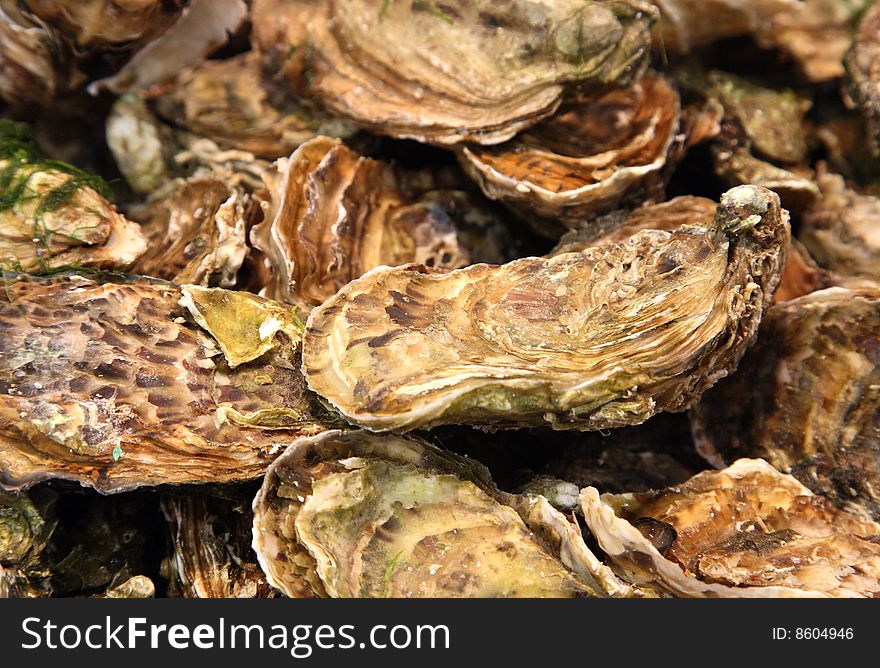 Live Oysters For Sale in shells. Live Oysters For Sale in shells