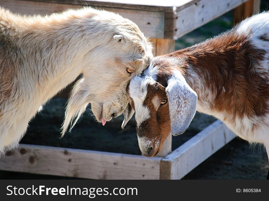 Two Goats Play Fighting at the zoo close up. Two Goats Play Fighting at the zoo close up