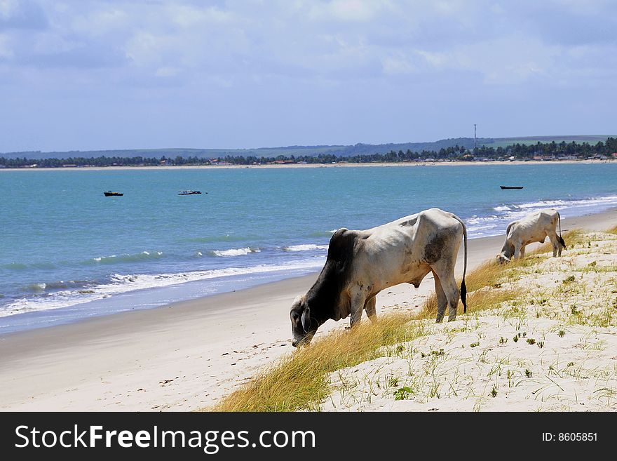 Cows graze on the beach in a sunny day. Cows graze on the beach in a sunny day