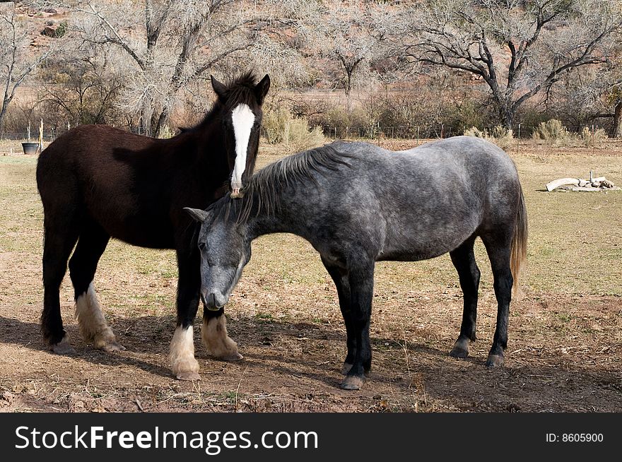 Pair Of Horses On Rural Background