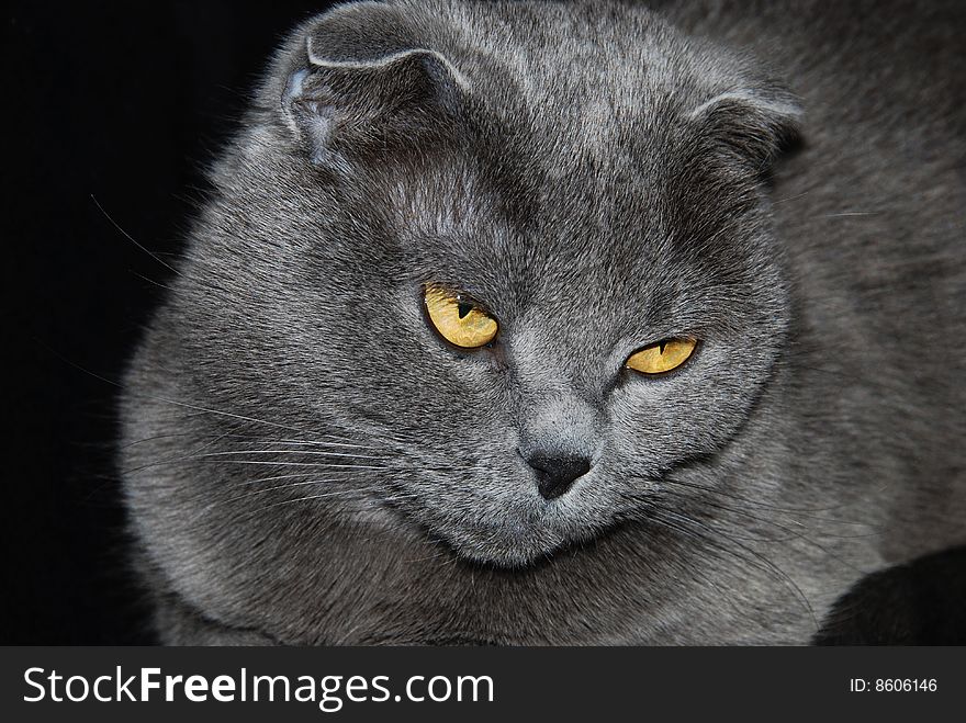 Portrait of a gray Scottish cat.