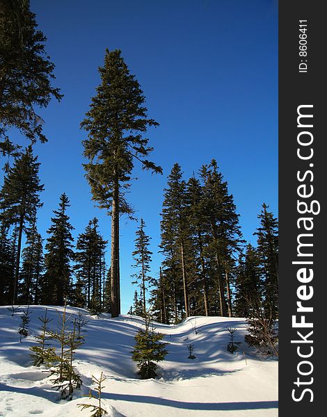 Trees in Boubin forest in Czech. Trees in Boubin forest in Czech