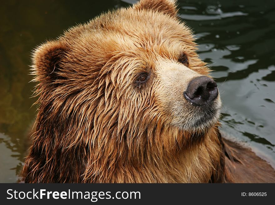 Portrait of a brown bear (Ursus arctos)