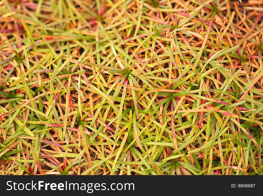 Texture Of Autumn Grass