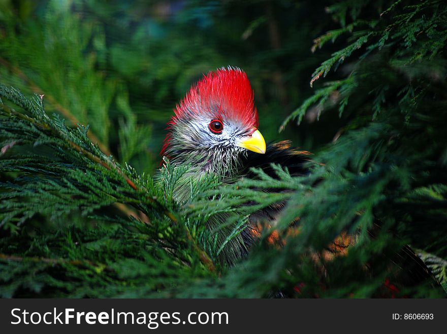 Red crested turaco perched in fern tree