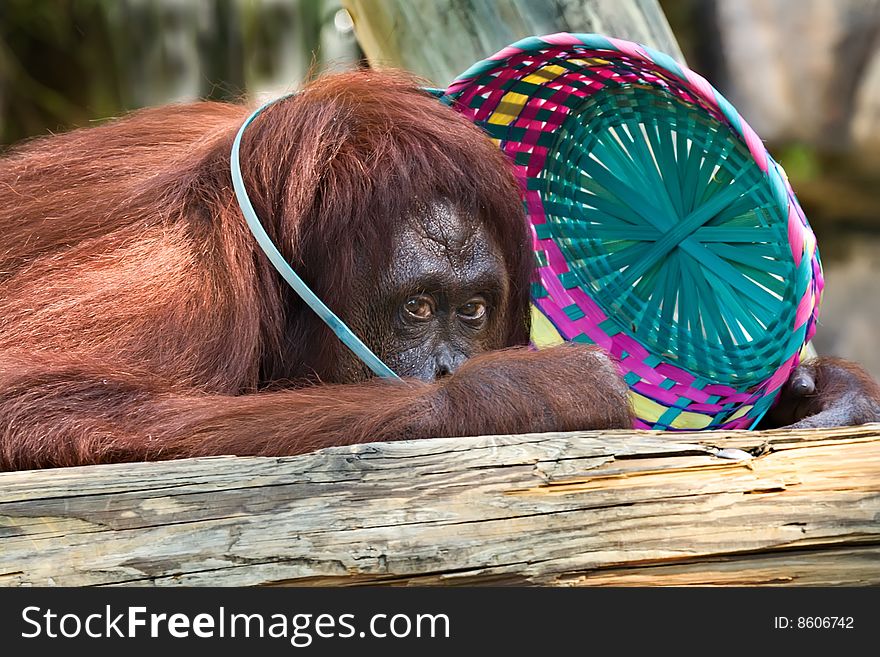 Orangutan with Easter Basket on head