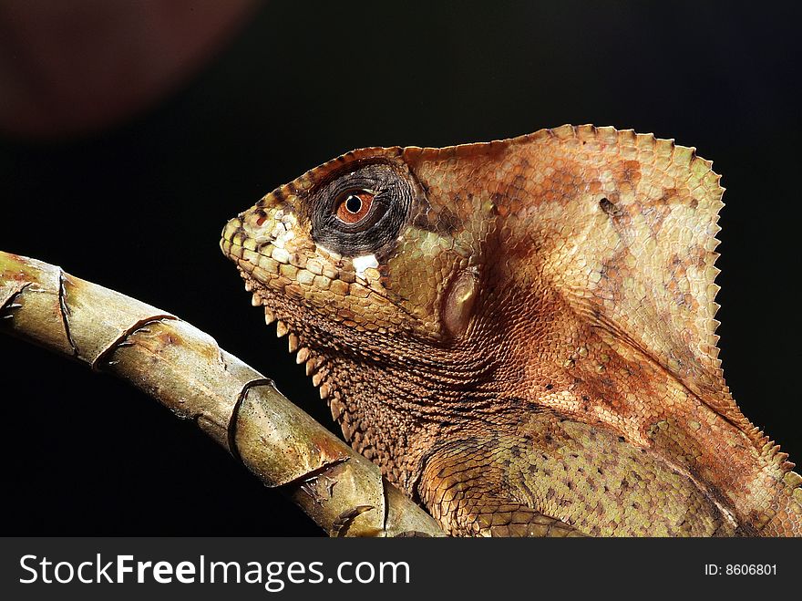 A basalisk lizard sits on a branch in the rainforest. A basalisk lizard sits on a branch in the rainforest.