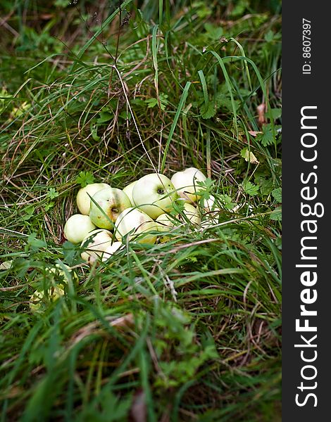 Pile of apples lies in the grass