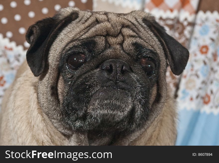 Portrait of 4 year old male Pug dog. Portrait of 4 year old male Pug dog