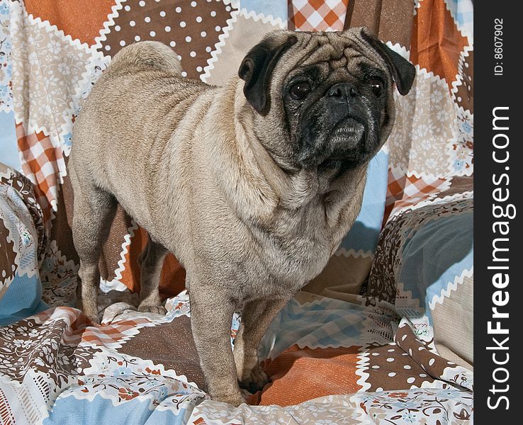 Portrait of 4 year old male Pug dog. Portrait of 4 year old male Pug dog