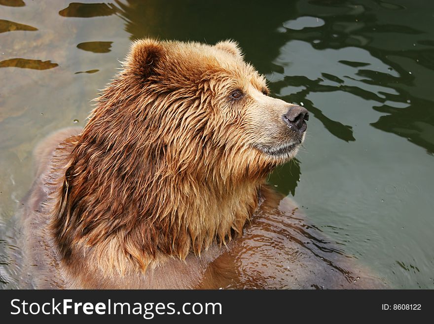 Portrait of a brown bear (Ursus arctos)