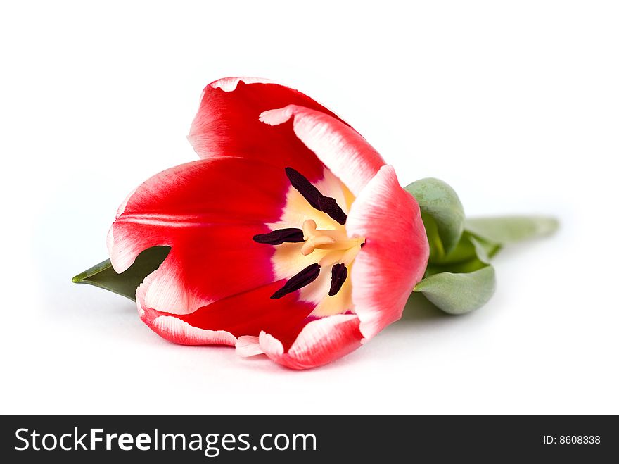 Satiny red tulip open on white background