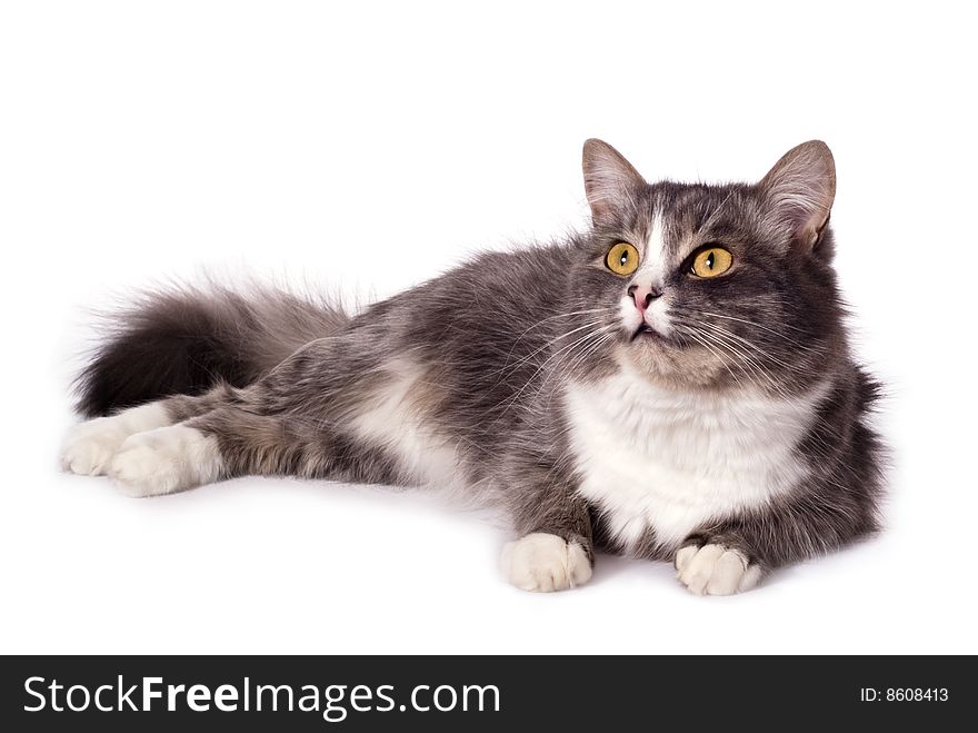 Furry Grey Cat