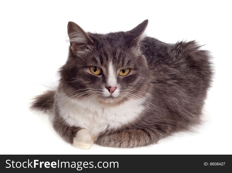 Furry grey cat lies frown