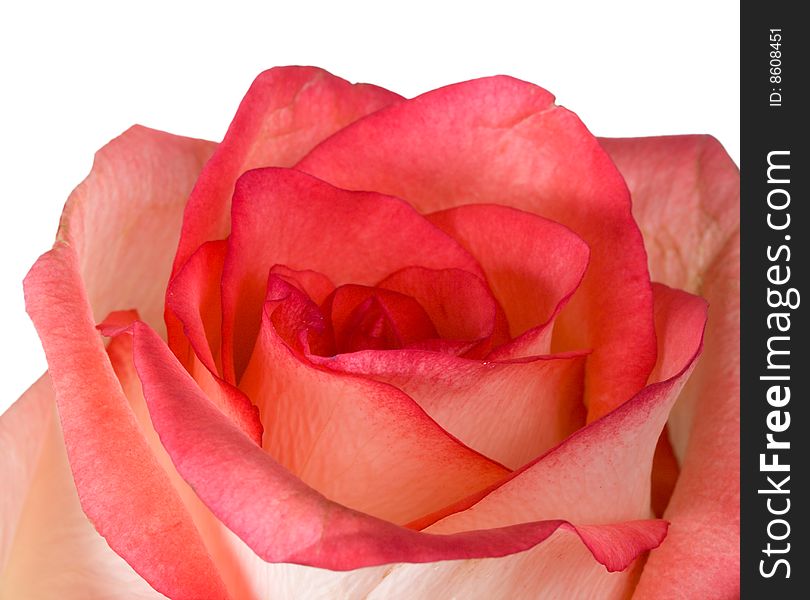 Close-up pink rose, macro shot, isolated on white. Close-up pink rose, macro shot, isolated on white