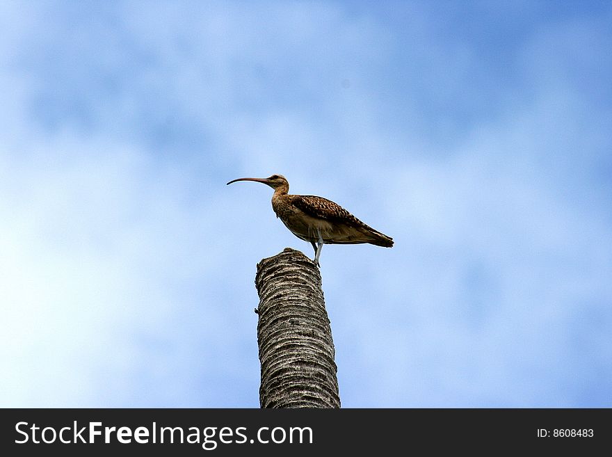 Tropical bird standing on a palm tree. Tropical bird standing on a palm tree