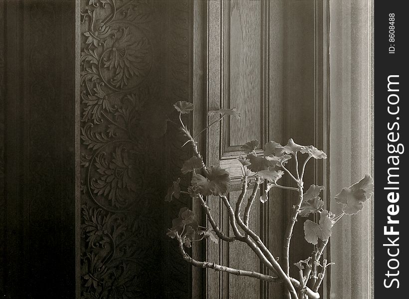 Originally taken with a 4 x 5 view camera in a Victorian house in Rochester, NY. I liked the constrast between the real plant and the stylized woodwork. Originally taken with a 4 x 5 view camera in a Victorian house in Rochester, NY. I liked the constrast between the real plant and the stylized woodwork.