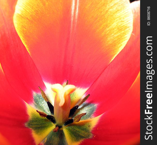Tulip flower inside