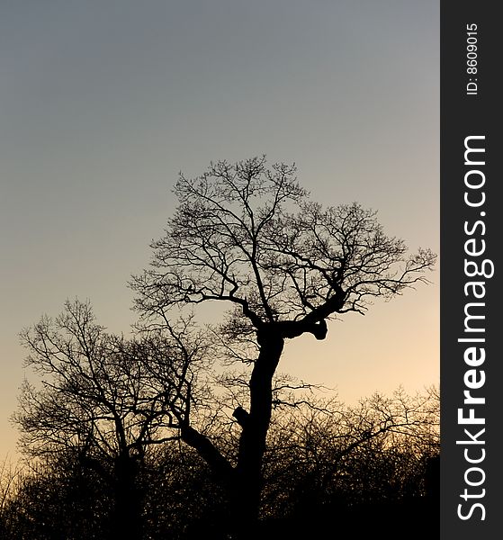 Silhouette of a bare tree in the sunset. Silhouette of a bare tree in the sunset