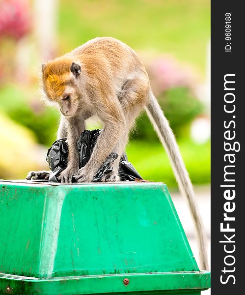 Macaque monkey foraging in the dustbin in a public par. Macaque monkey foraging in the dustbin in a public par
