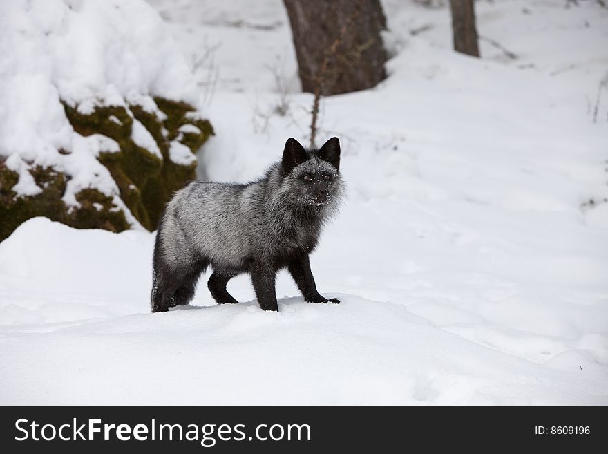 Silver Fox Standing in Snow. Silver Fox Standing in Snow