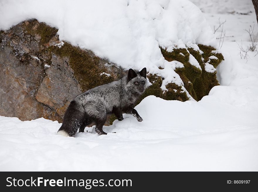 Silver Foxz Looking for Food in Snow. Silver Foxz Looking for Food in Snow