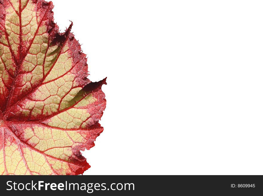 Bright leaf on a white background