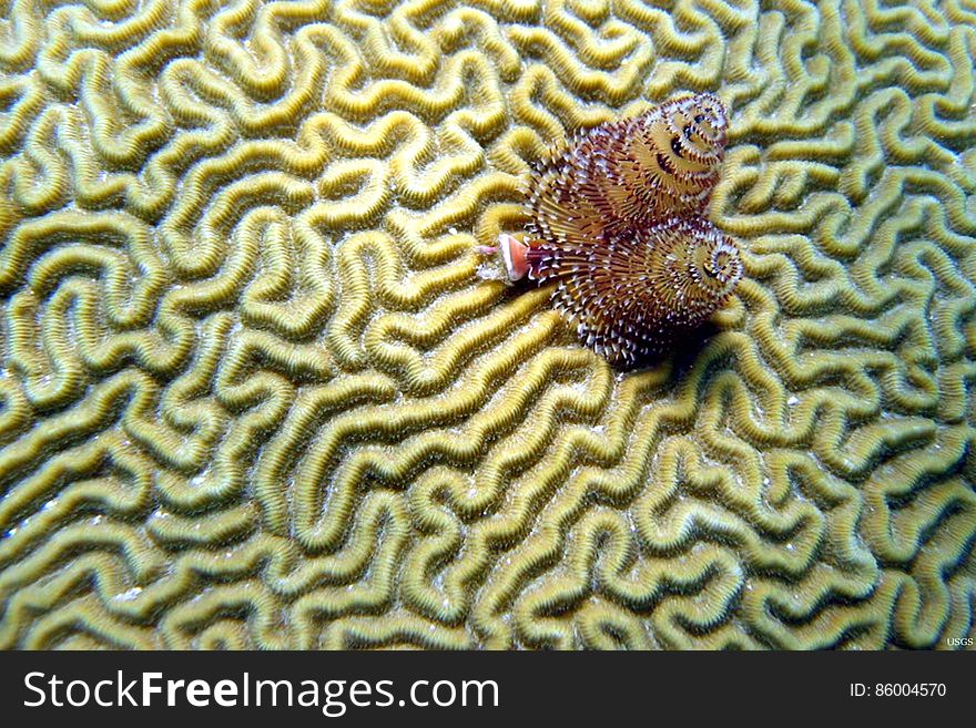 Christmas tree worms have made their home on a brain coral. Tropical coral reefs are complex ecosystems. Corals are actually animals that grow in colonies, forming reefs over time as old corals die and young corals grow upon the calcium carbonate or limestone skeletons of the old corals. Coral reefs make up some of the most biologically diverse habitats on Earth, and face many threats such as coastal pollution, dredging and disease. However, some of their most widespread threats involve warming ocean temperatures, solar radiation and increased ocean acidification. Further information on coral reef ecosystem studies can be found here: coastal.er.usgs.gov/crest/ coralreefs.wr.usgs.gov/ Location: Belize Date Taken: Jun 7, 2009 Photographer: Christina Kellogg, USGS. Christmas tree worms have made their home on a brain coral. Tropical coral reefs are complex ecosystems. Corals are actually animals that grow in colonies, forming reefs over time as old corals die and young corals grow upon the calcium carbonate or limestone skeletons of the old corals. Coral reefs make up some of the most biologically diverse habitats on Earth, and face many threats such as coastal pollution, dredging and disease. However, some of their most widespread threats involve warming ocean temperatures, solar radiation and increased ocean acidification. Further information on coral reef ecosystem studies can be found here: coastal.er.usgs.gov/crest/ coralreefs.wr.usgs.gov/ Location: Belize Date Taken: Jun 7, 2009 Photographer: Christina Kellogg, USGS