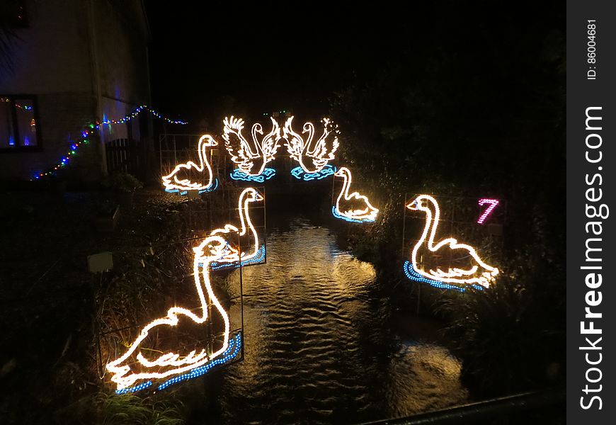 Seven swans a-swimming. Seven swans a-swimming