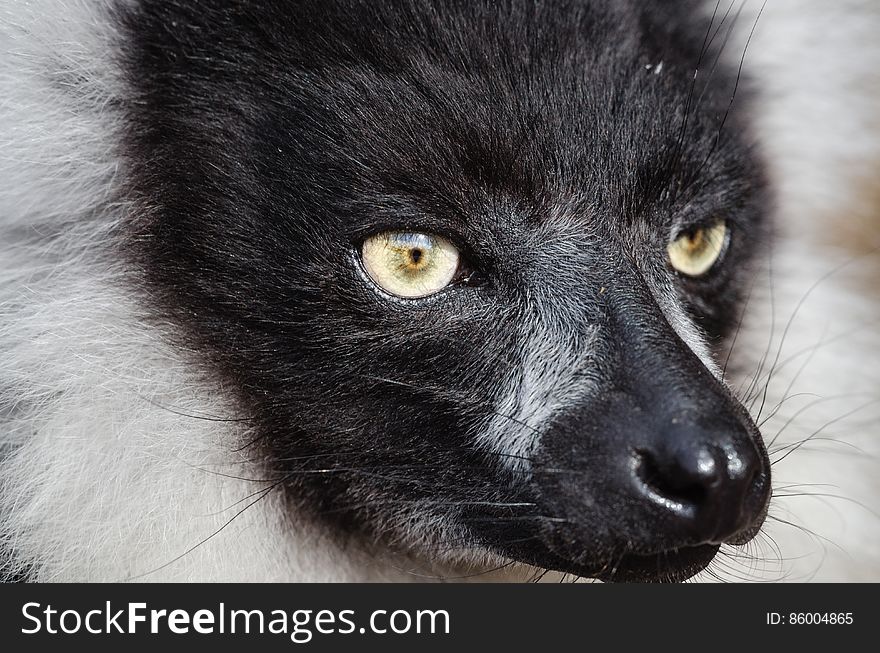 Black-and-white Ruffed Lemur