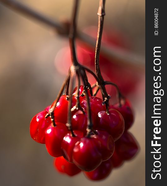 Viburnum Opulus