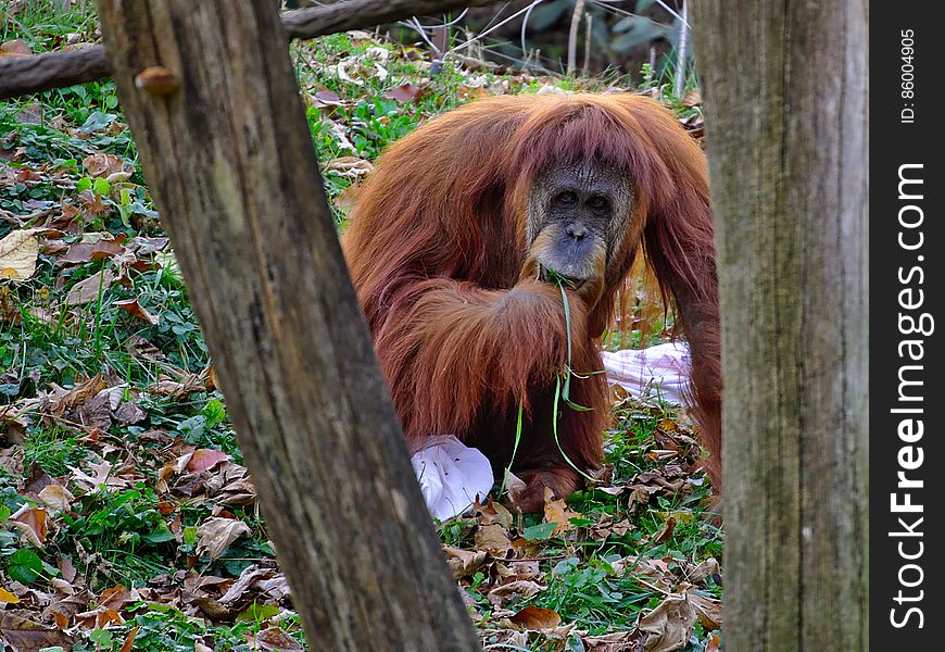 Wood, Orangutan, Liver, Natural Material