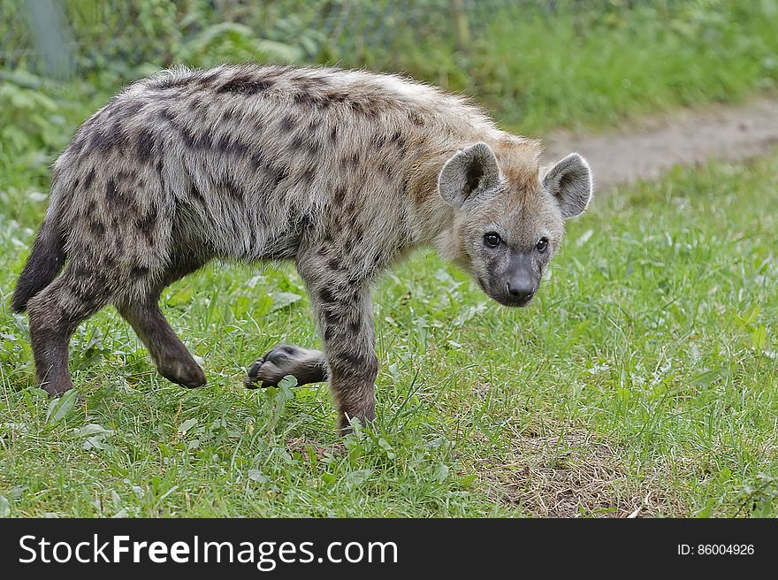 Gevlekte hyena &#x28;Spotted hyena&#x29; 001330