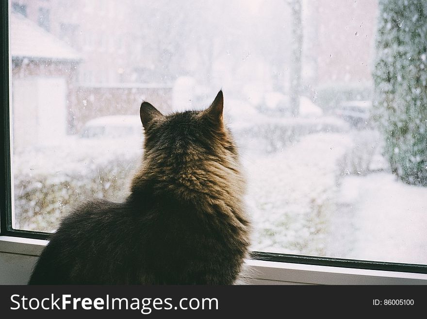 Cat watching snow