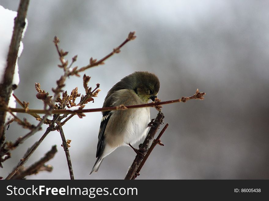 Young Goldfinch On Forsythia