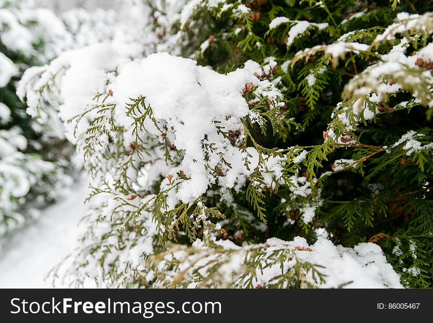 Pine Tree Branches With Snow