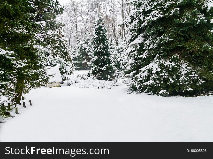 Beautiful Winter Landscape