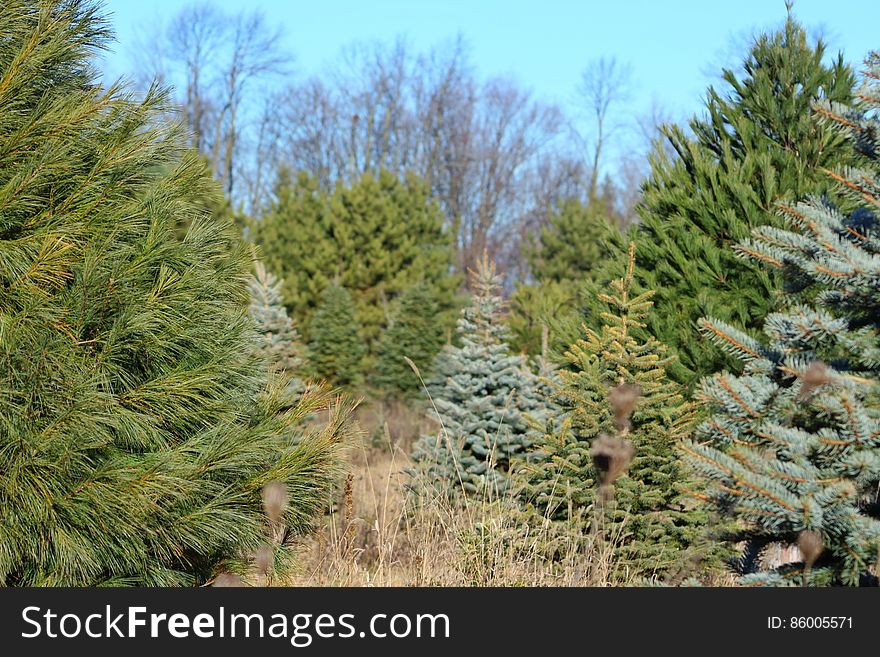 Christmas tree farm with spruce, pine, fir. Christmas tree farm with spruce, pine, fir