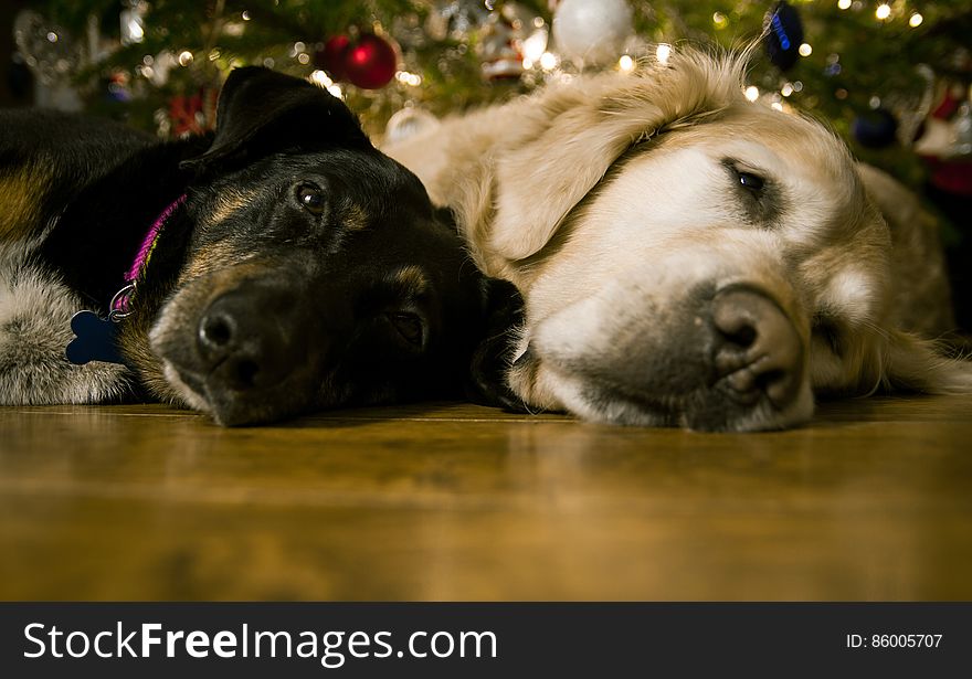 Dogs Under Christmas Tree