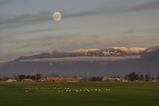 Swans And Moonrise Royalty Free Stock Photography
