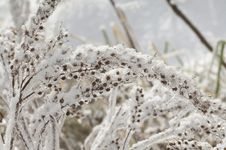 Snowy Grasses Stock Image Snowy Grasses Stock Image