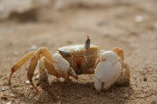 Winking Crab Royalty Free Stock Photo Winking Crab Royalty Free Stock Photo