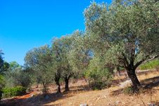 Olive Trees Stock Images Olive Trees Stock Images