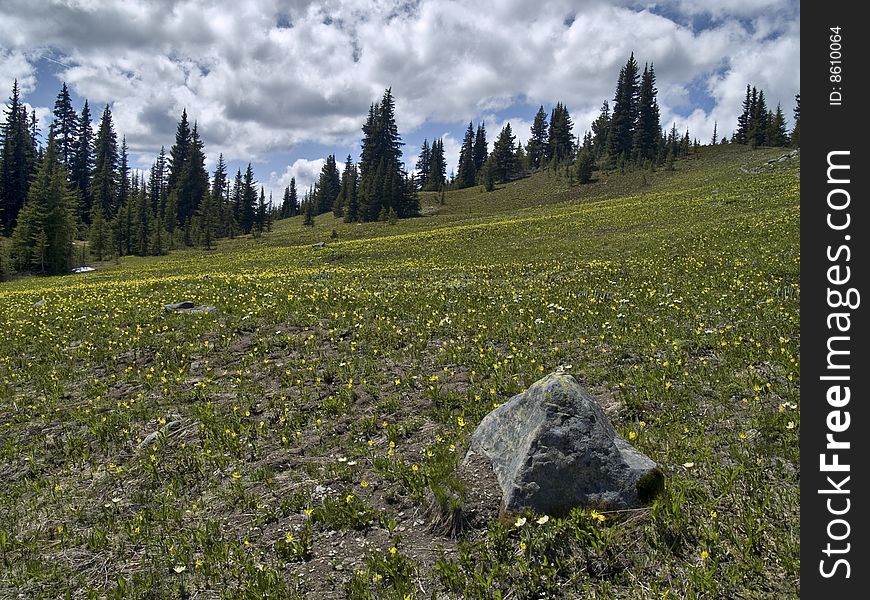 A meadow of blooming avalanche lilies in south-western British Columbia alpine. A meadow of blooming avalanche lilies in south-western British Columbia alpine