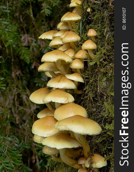 A cluster of wild mushrooms grow on the side of Pacific Northwest Western Hemlock Tree. A cluster of wild mushrooms grow on the side of Pacific Northwest Western Hemlock Tree