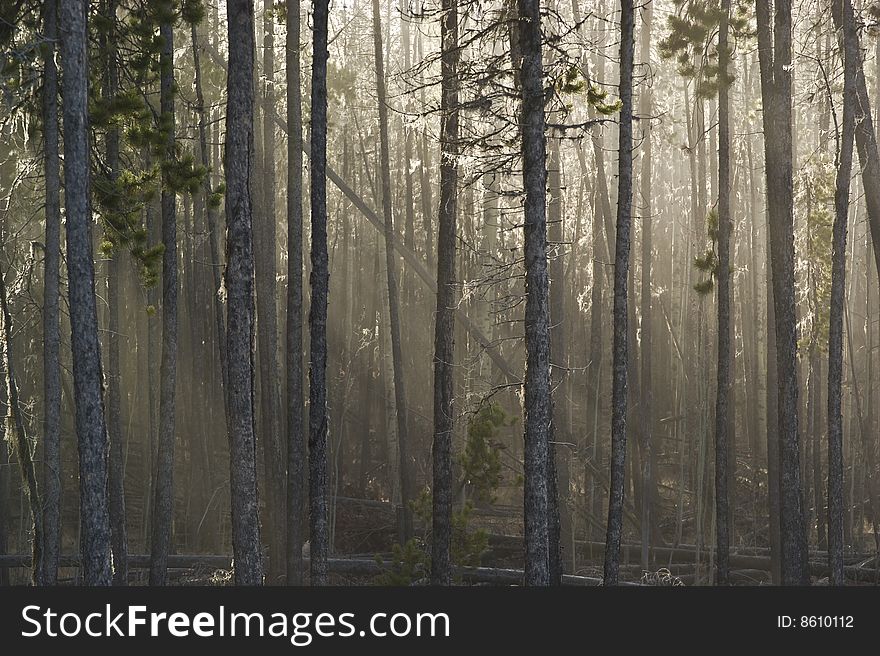 Sunlight streams through a forest of lodgepole pine. Sunlight streams through a forest of lodgepole pine