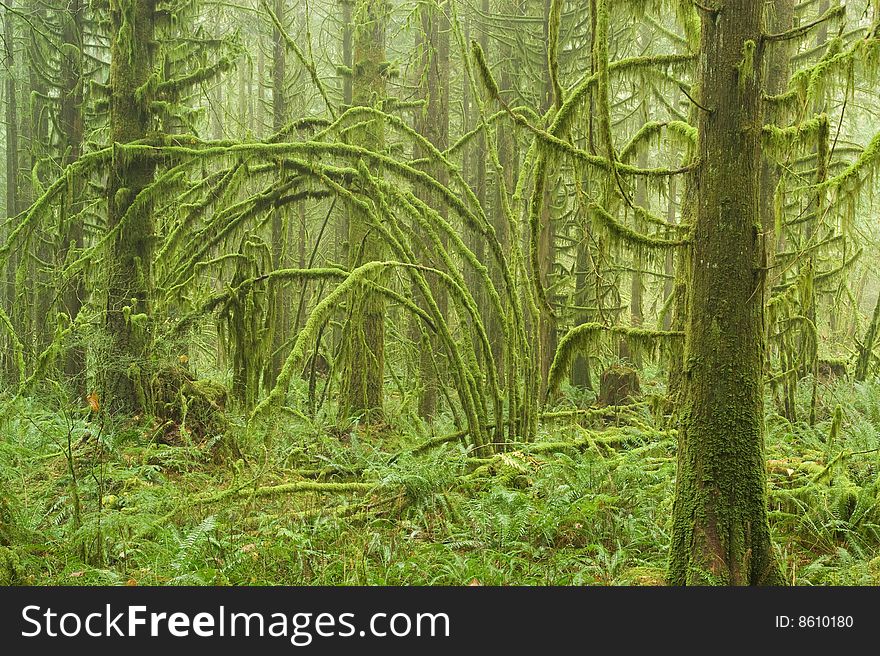 A moss covered Pacific Northwest Coastal rain forest scene. A moss covered Pacific Northwest Coastal rain forest scene.