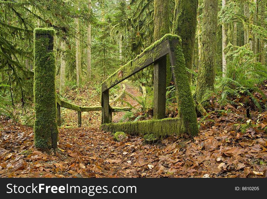 An old autumn leaf covered path is flanked by moss covered wooden fencing in a coastal rainforest. An old autumn leaf covered path is flanked by moss covered wooden fencing in a coastal rainforest.