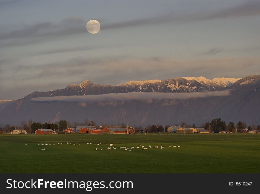 A flock of trumpeter swans graze in a field as the moon rises over the distant mountains. A flock of trumpeter swans graze in a field as the moon rises over the distant mountains.