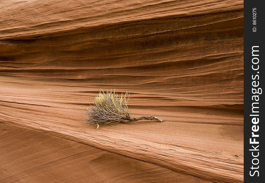 A tumbleweed sits amidst sandstone layers inside a slot canyon. A tumbleweed sits amidst sandstone layers inside a slot canyon